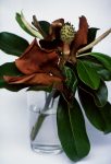 39. Magnolia rojo-1