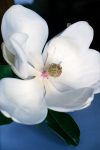 39. Magnolia rojo-1